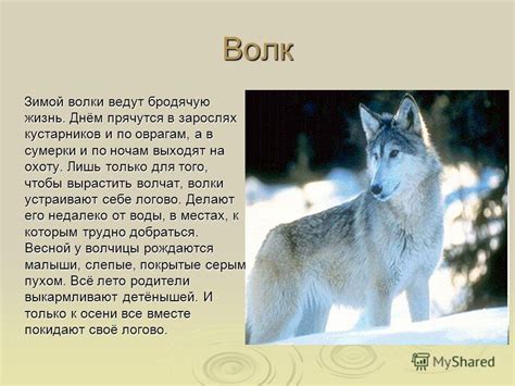 Полезная информация о содержании волка