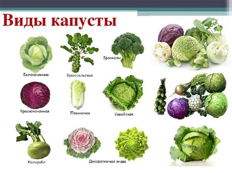 Полезные свойства капусты и вареников
