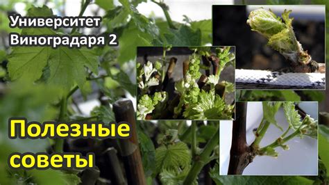 Полезные советы по пробованию винограда