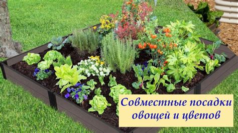 Полезные совместные посадки других растений