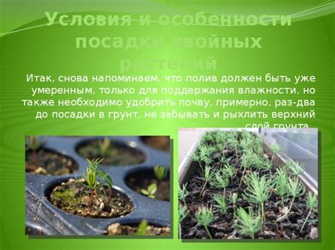 Полив и особенности влажности