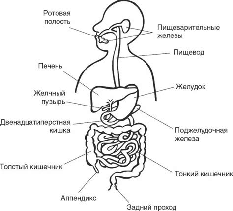 Польза бца с молоком для пищеварительной системы