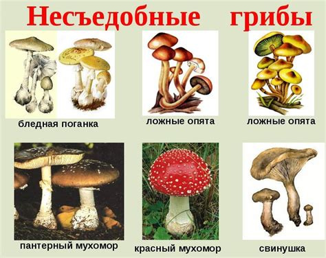 Польза грибов для детей: спорные мнения