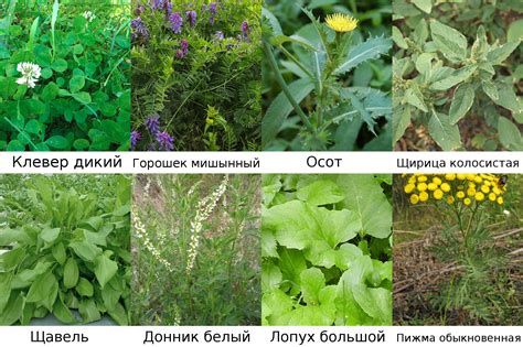 Польза зелёной травы для кроликов