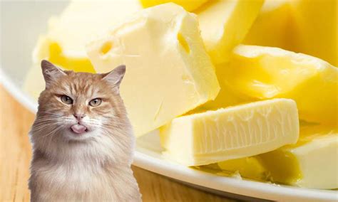 Польза скорлупы для кошек