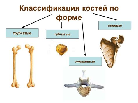Понятие костей в языке