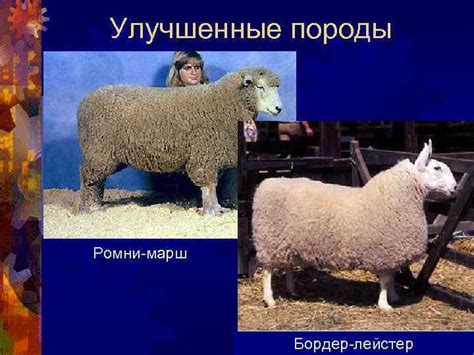 Понятие породы