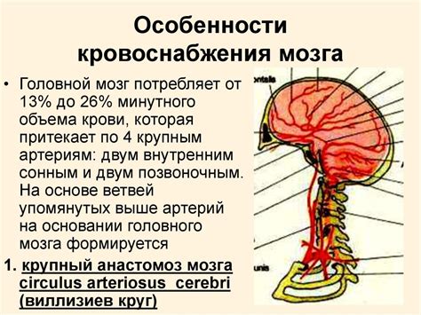 Понятие регионарного сосудистого головного