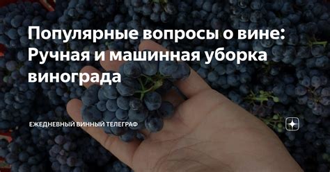 Популярные вопросы о пробовании винограда