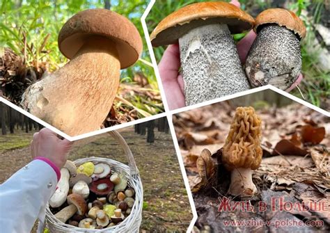Популярные места сбора грибов