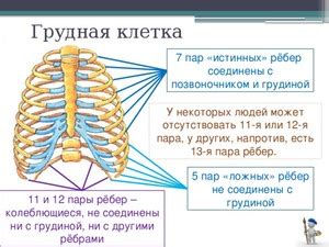 Популярные объяснения и мифы о наличии ребер на спине