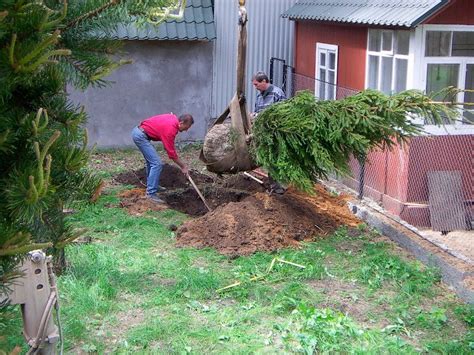 Посадка ветки