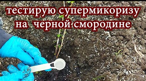 Посадка кустов