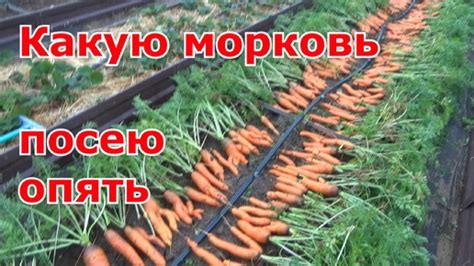 Посадка моркови на ленту: собираем урожай зимой