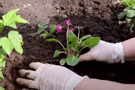 Посадка примулы в грунт