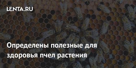 Последствия для здоровья пчел