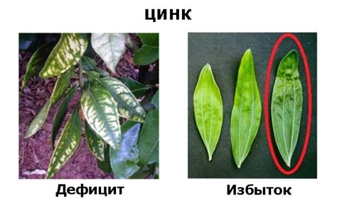 Последствия недостатка или избытка цинка и железа