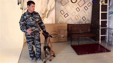 Постепенное знакомство с клеткой для взрослой собаки