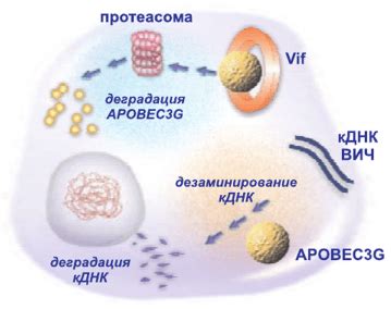 Потенциальные инфекции