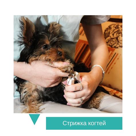 Потенциальные опасности и риски при стрижке когтей собаке обычными ножницами