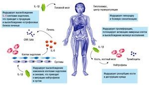 Потенциальные побочные эффекты цикория при подагре