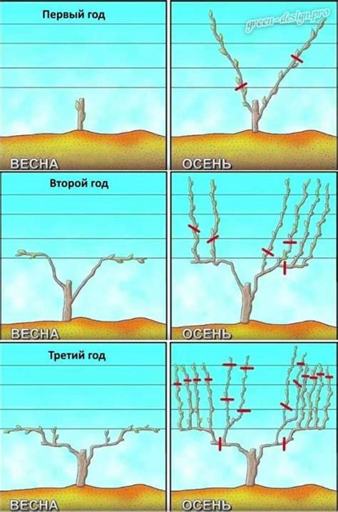 Почему важна обрезка винограда