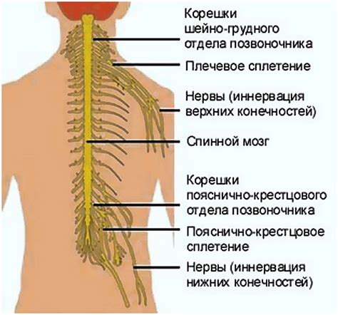 Появление симптомов компрессии нервных корешков