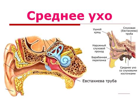 Правила греть ухо при сильных болях