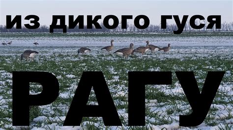 Правила замачивания дикого гуся перед приготовлением