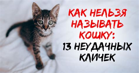 Правила ориентации котенка