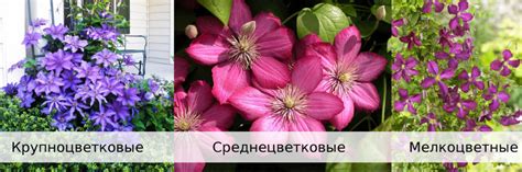 Правила осенней обрезки клематиса белого облака