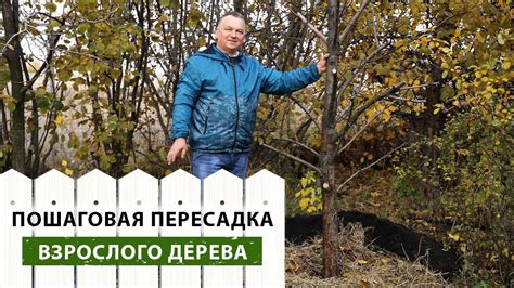 Правила пересадки