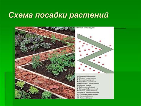 Правила посадки культурных растений