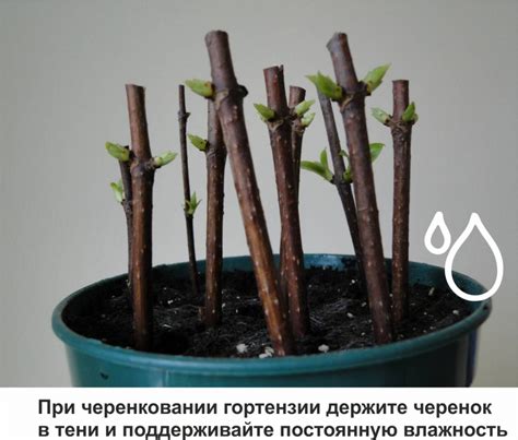 Правила размещения черенка в воде