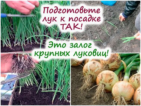 Правильная подготовка луковиц