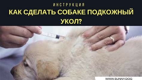 Правильная техника колоть глюкозу в холку