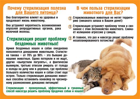 Правильное время для кастрации собаки: мнение ветеринаров