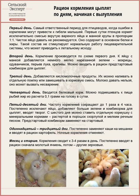 Правильное кормление грудных цыплят кукурузной крупой