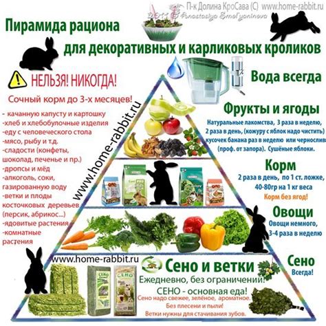 Правильное питание кроликов