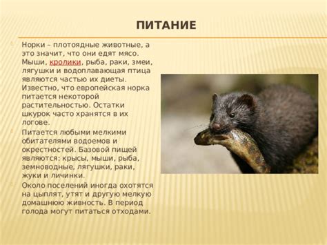 Правильное питание норки: