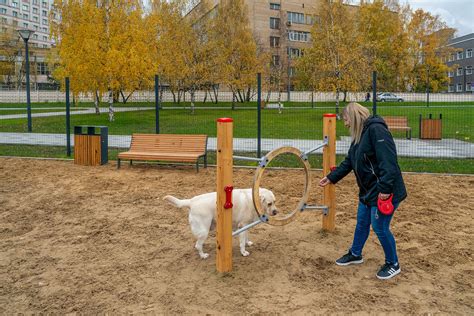 Предоставляемые услуги для собак в олимпийском парке