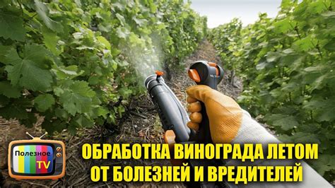 Предотвращение болезней и вредителей