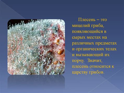 Предупреждение роста плесени