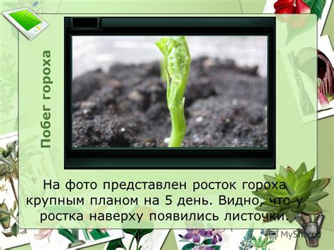 Преимущества и недостатки совместного выращивания гороха и фасоли