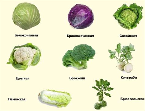 Преимущества и недостатки цветной капусты