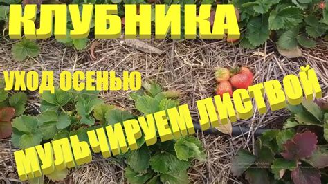 Преимущества обрезки клубники в осень