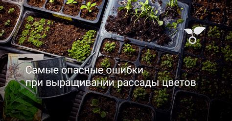Преимущества при смежном выращивании