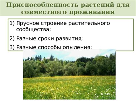Преимущества совместного размещения растений