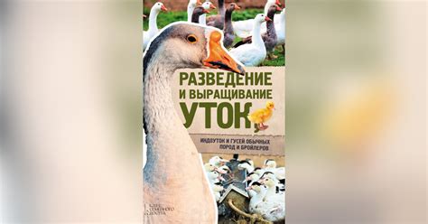 Преимущества совместного содержания гусей и индоуток