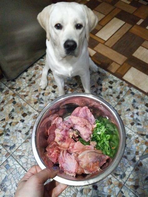 Приготовление домашнего питания для щенка лабрадора